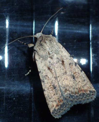 Réf. 204 466 : Caradrina clavipalpis